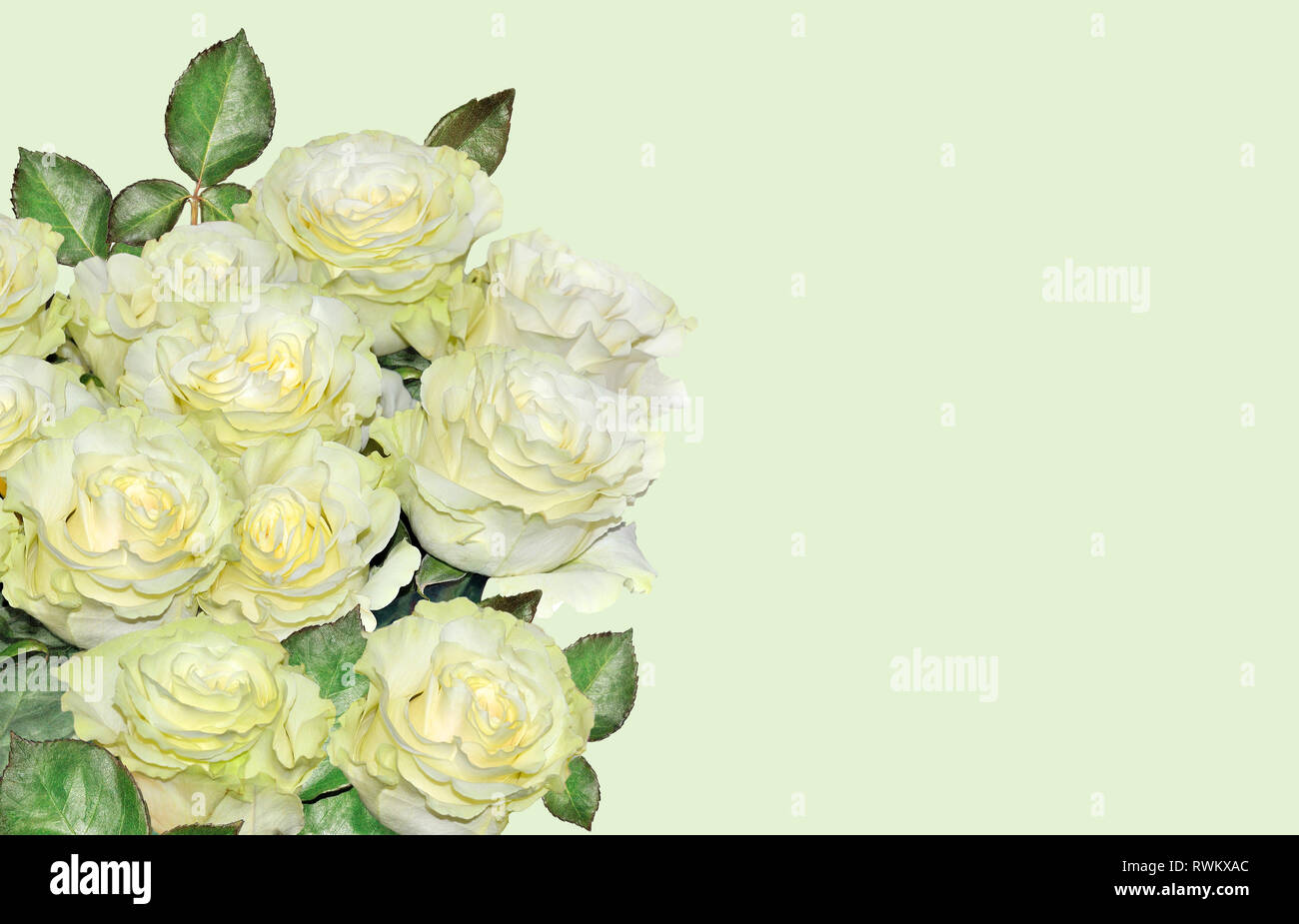 Bouquet De Roses Close Up Isole Sur Fond De Lime Douce Element De Design D Invitation Ou D Une Carte De Vœux De Mariage Fete Anniversaire Un Photo Stock Alamy