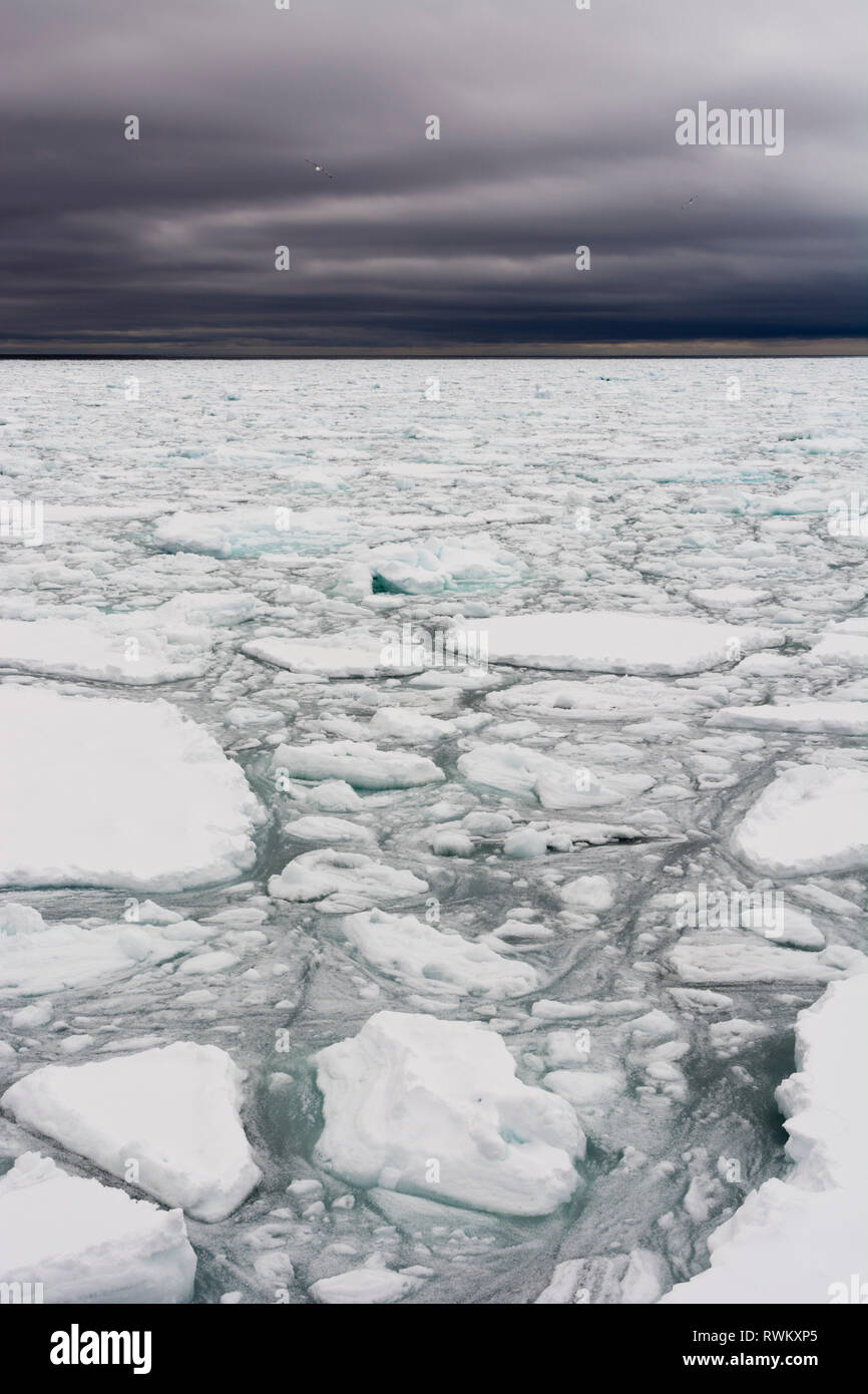 Morceaux de glace flottante, calotte glacière, 81au nord du Spitzberg, Norvège Banque D'Images
