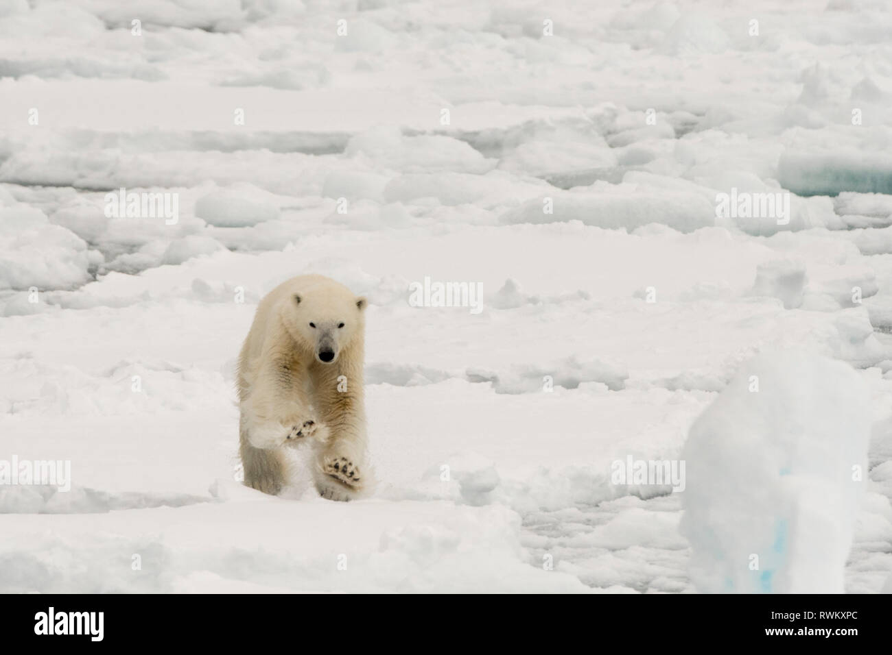 L'ours polaire (Ursus maritimus), calotte glacière, 81au nord du Spitzberg, Norvège Banque D'Images L'ours polaire (Ursus maritimus), calotte glacière, 81au nord du Spitzberg, Norvège Banque D'Images