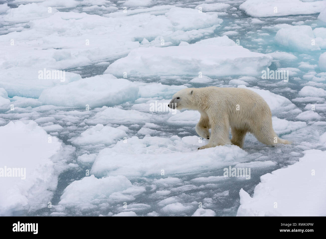 L'ours polaire (Ursus maritimus), calotte glacière, 81au nord du Spitzberg, Norvège Banque D'Images