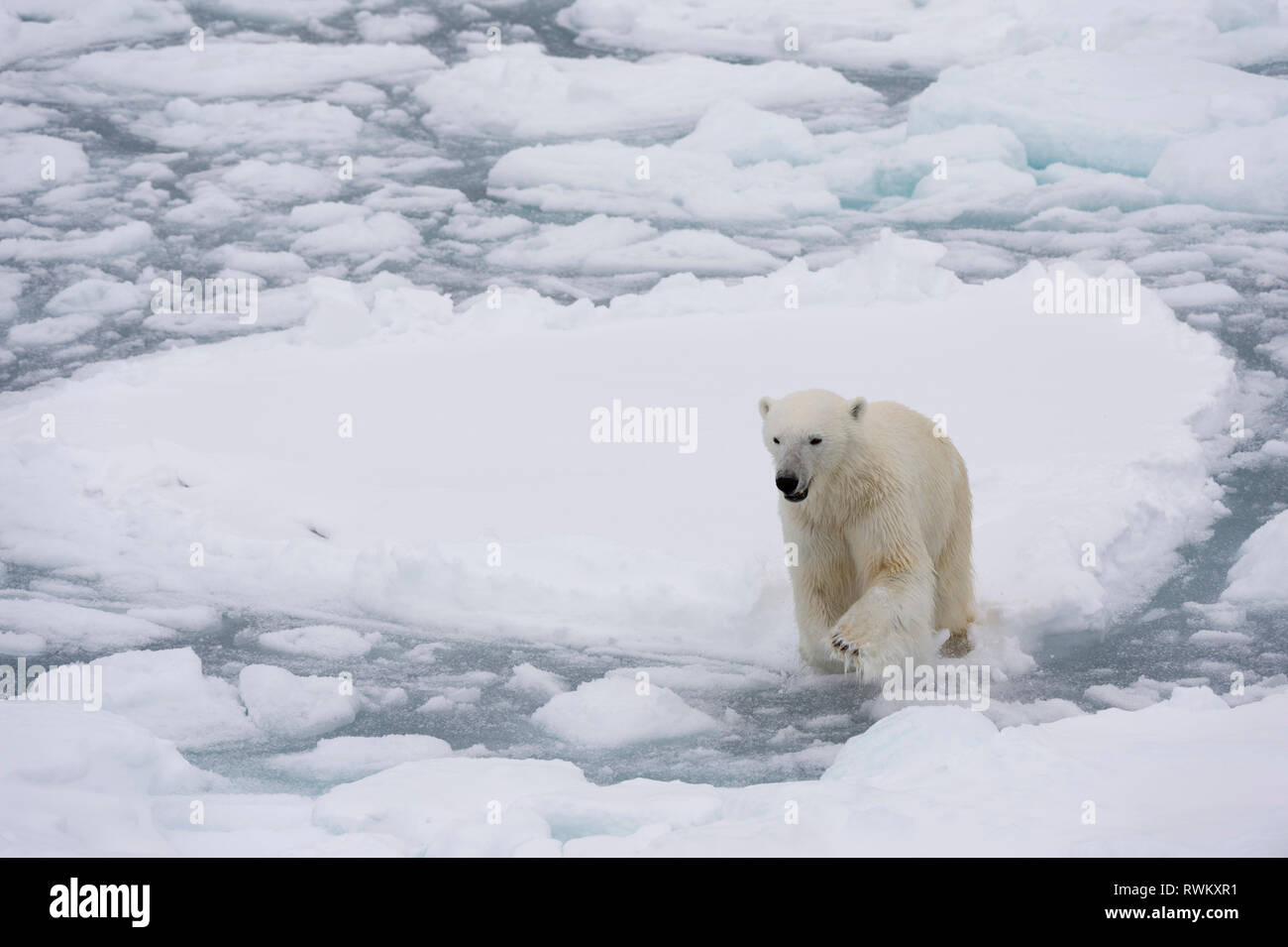 L'ours polaire (Ursus maritimus), calotte glacière, 81au nord du Spitzberg, Norvège Banque D'Images L'ours polaire (Ursus maritimus), calotte glacière, 81au nord du Spitzberg, Norvège Banque D'Images
