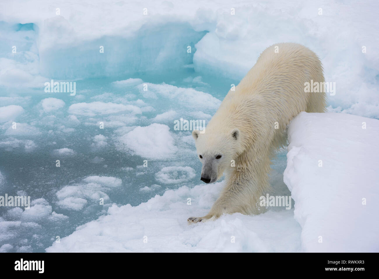 L'ours polaire (Ursus maritimus), calotte glacière, 81au nord du Spitzberg, Norvège Banque D'Images