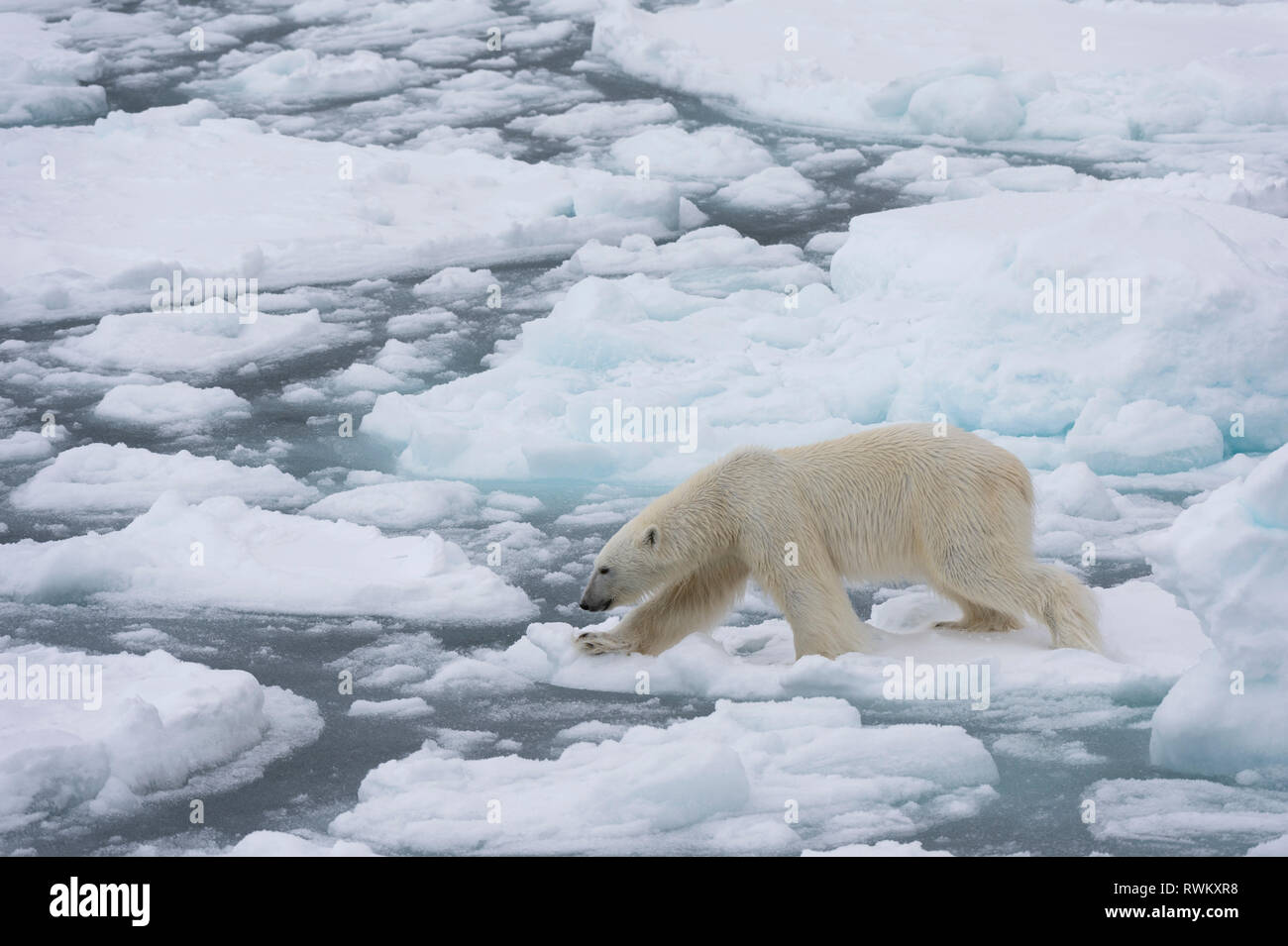 L'ours polaire (Ursus maritimus), calotte glacière, 81au nord du Spitzberg, Norvège Banque D'Images L'ours polaire (Ursus maritimus), calotte glacière, 81au nord du Spitzberg, Norvège Banque D'Images