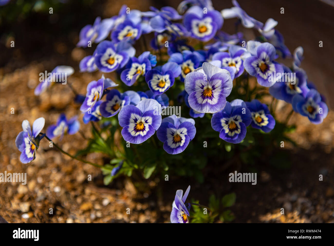 Violet, blanc et jaune Viola tricolor Pansy ( heartsease, Heart's Ease, Heart's Delight, ou tickle-my-fancyis). une politique européenne fleur printemps sauvage Banque D'Images