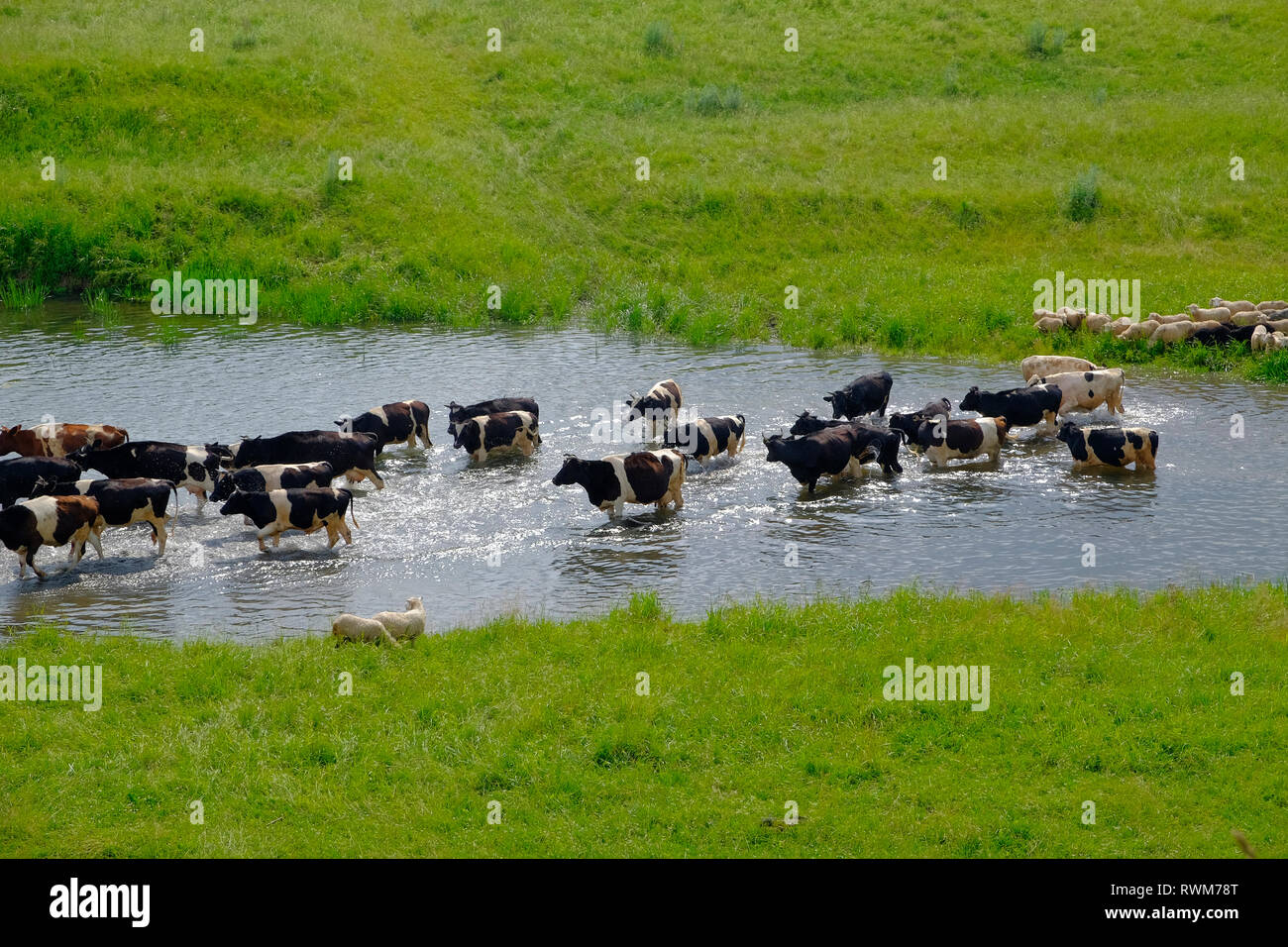 Troupeau de vaches crossing river, Ural, Sverdlovsk, Russie Banque D'Images