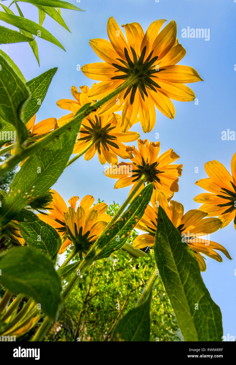 Dessous de black-eyed Susan rétroéclairé en Virginie centrale jardin fleurs Banque D'Images