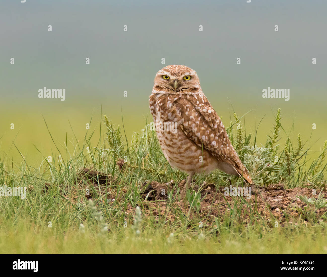 Une Chevêche des terriers, Athene cunicularia , à son terrier dans le parc national des Prairies, en Saskatchewan Banque D'Images