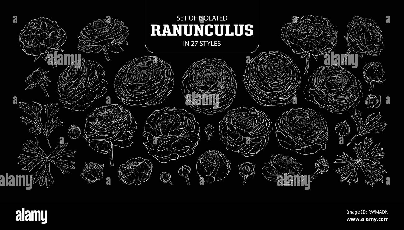 Ensemble de Ranunculus isolés dans 27 styles. Jolie fleur à la main uniquement d'illustration vectorielle contour blanc sur fond noir. Illustration de Vecteur