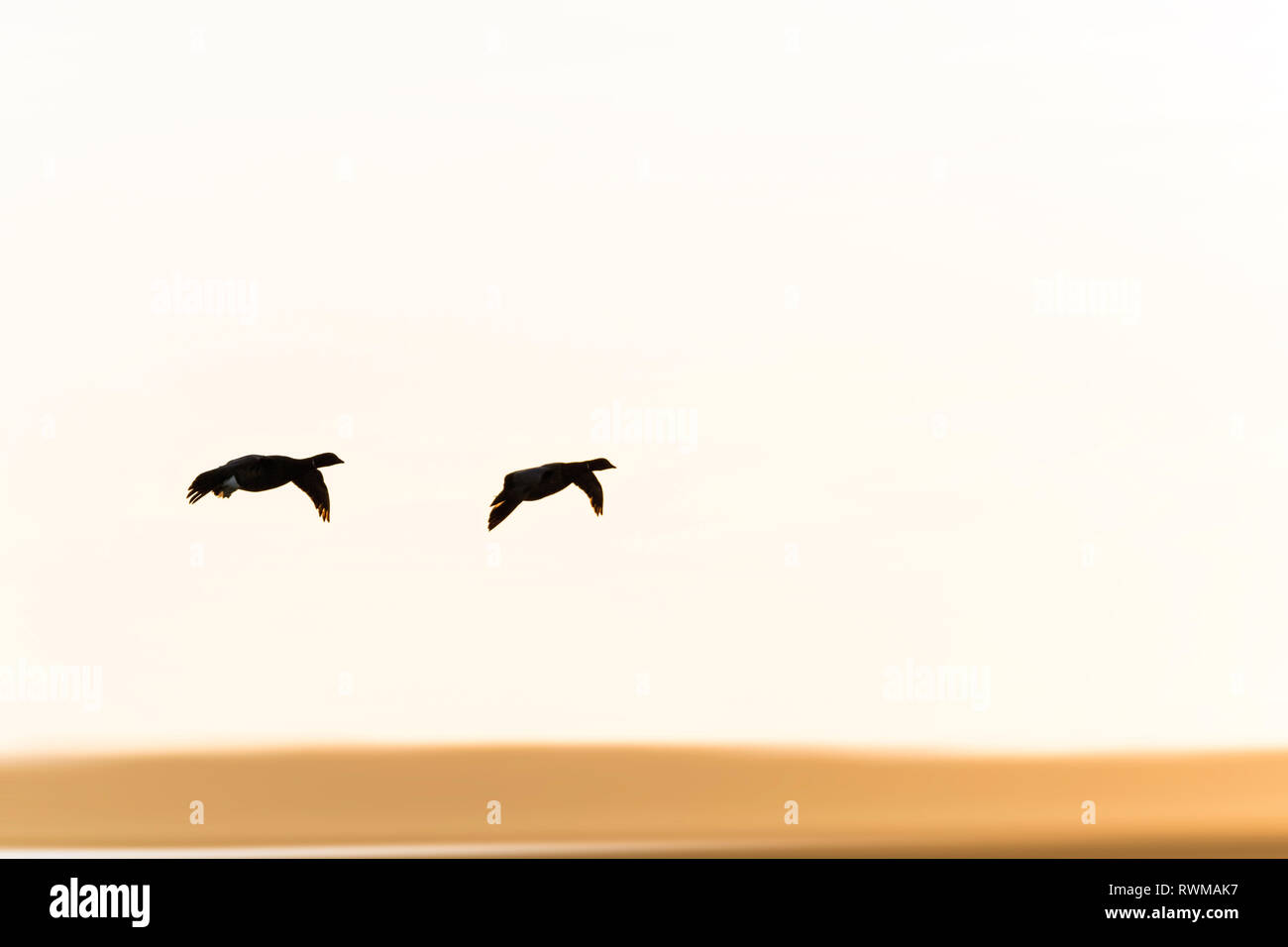 Vol de canards Banque D'Images