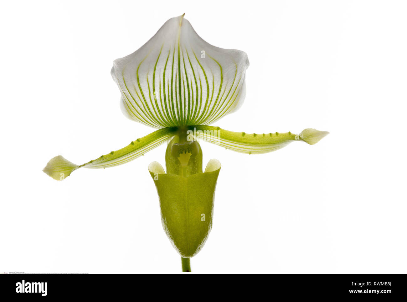 La botanique, l'oranger de la Lady's Slipper orchid, attention ! Pour Greetingcard-Use Postcard-Use / dans la partie germanophone du pays, certaines restrictions peuvent s'appliquer Banque D'Images