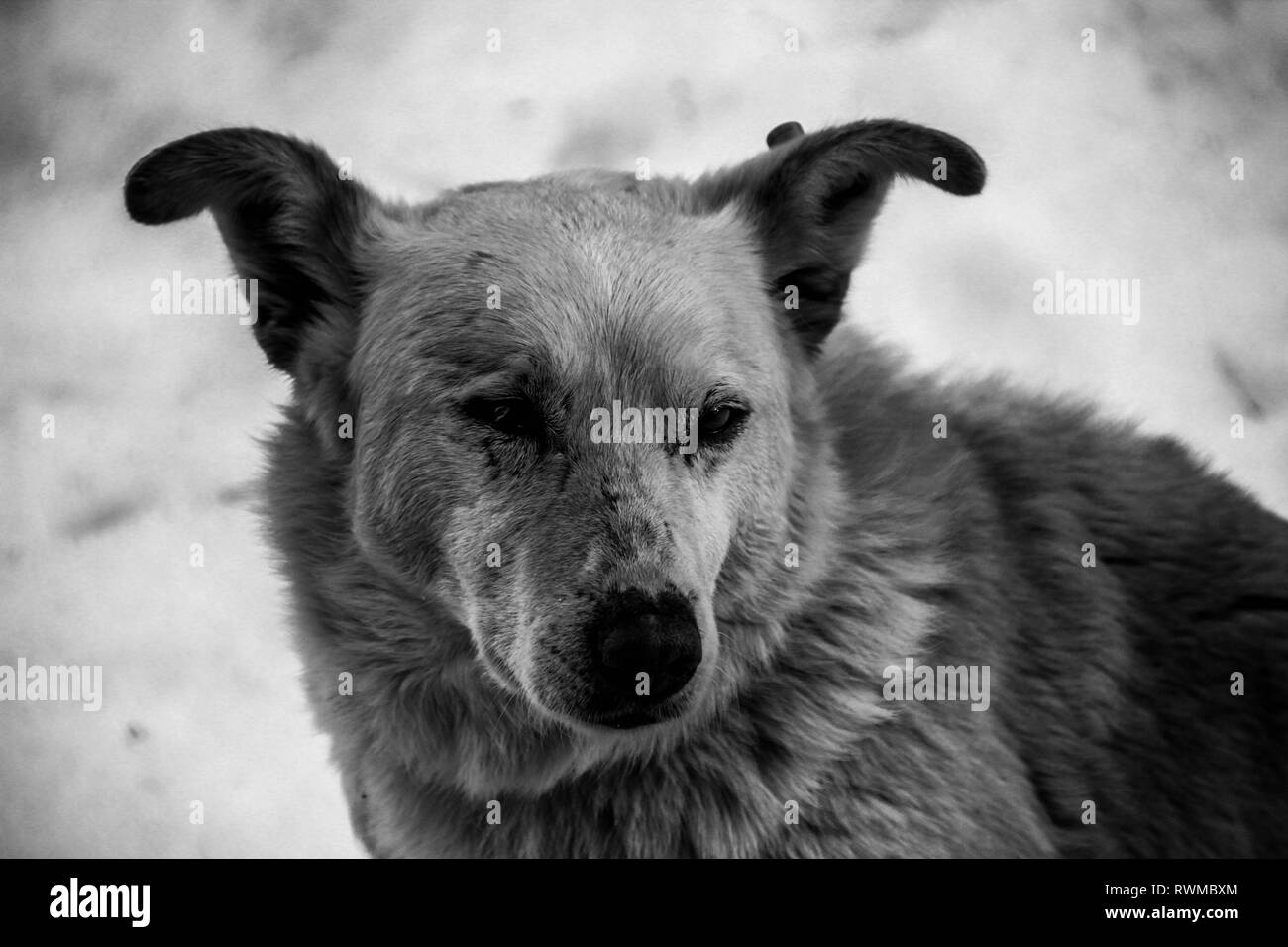 Vieux chien noir et blanc sur la neige Banque D'Images