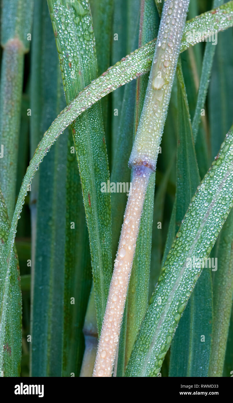 Couvert de rosée les tiges et les feuilles du barbon de graminées (Andropogon gerardii) Banque D'Images