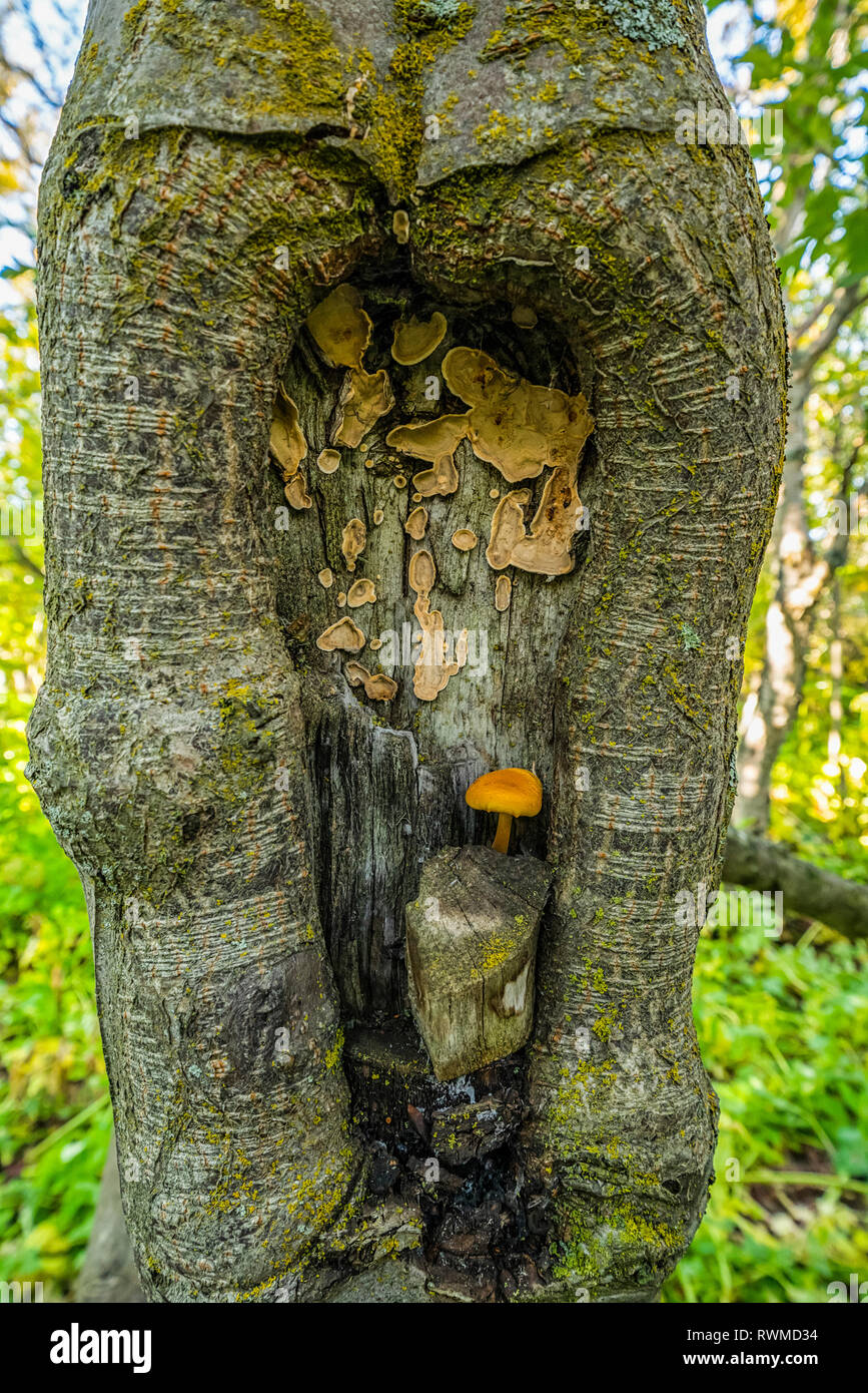 Et champignons champignon dans un nœud de l'arbre, comme tout droit sorti d'un conte de fée, 73320, France Banque D'Images