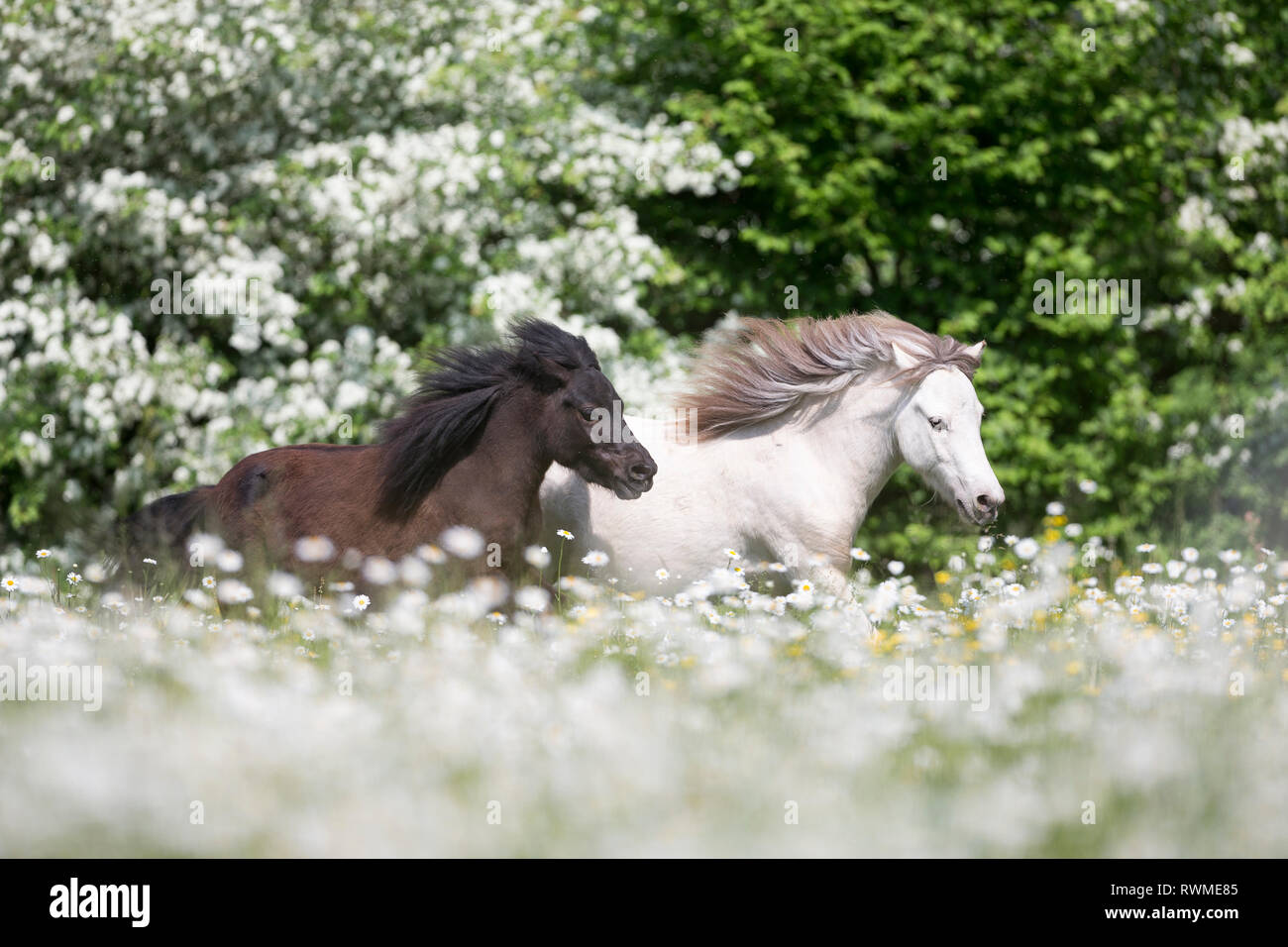 Falabella Cheval Miniature. Cheval Noir et orange champagne sur un pâturage galopante. La Suisse Banque D'Images