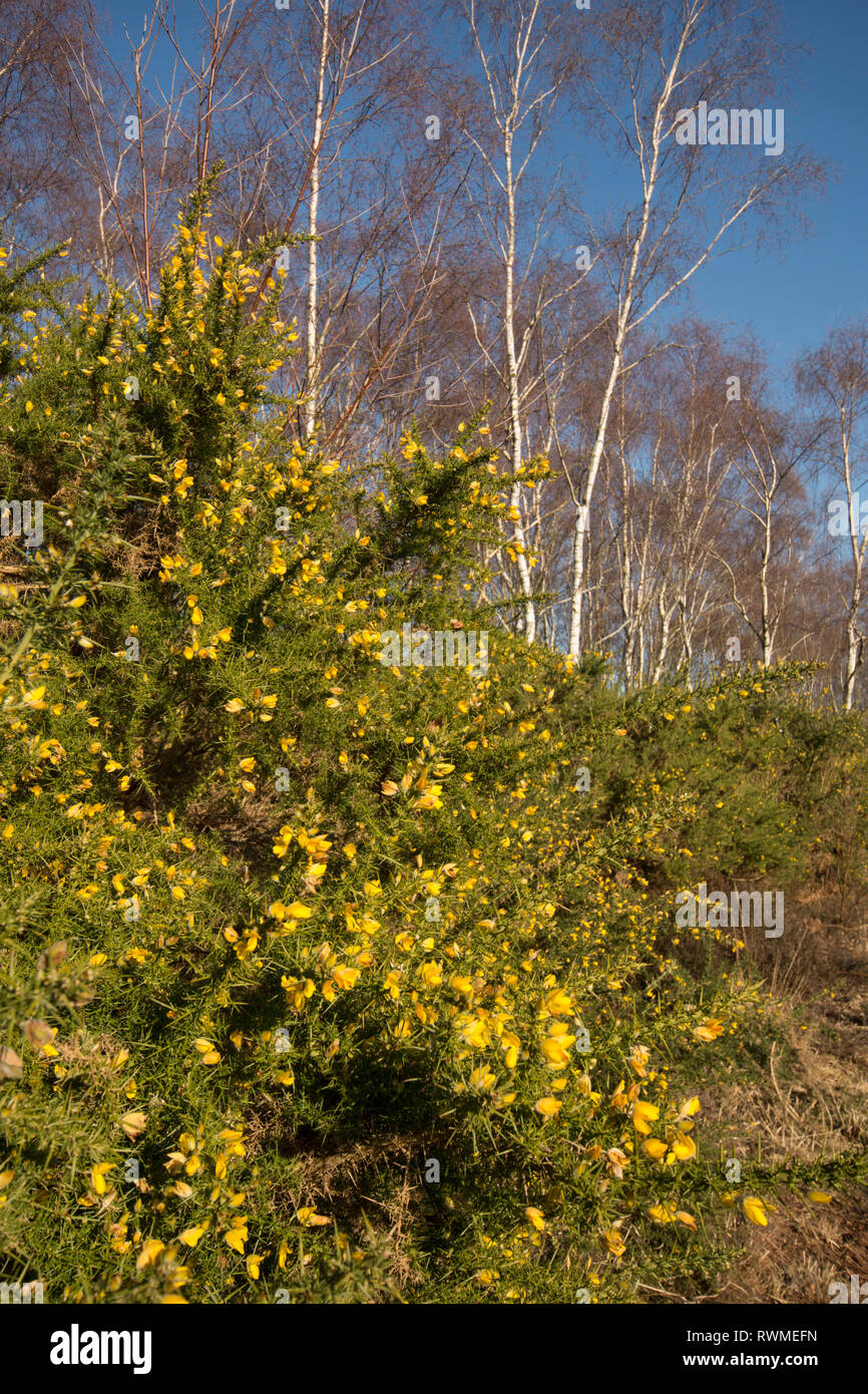 L'ajonc commun, Ulex europaeus, argent sous les bouleaux, Betula pendula, sur commune Iping, Sussex, UK. Banque D'Images