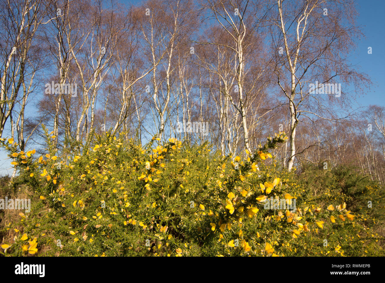 L'ajonc commun, Ulex europaeus, argent sous les bouleaux, Betula pendula, sur commune Iping, Sussex, UK. Banque D'Images