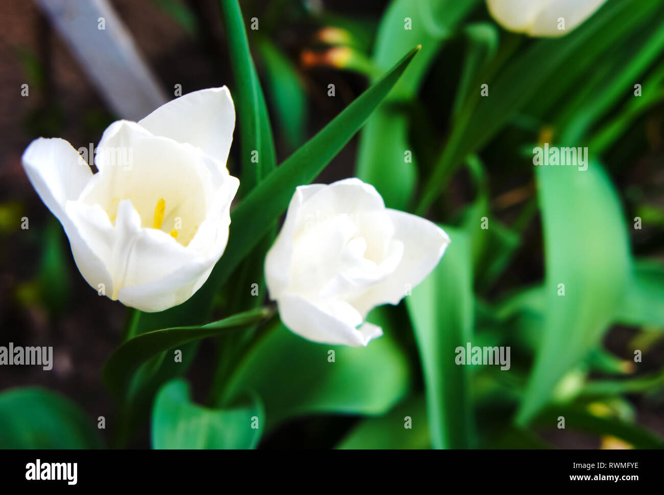 Tulip saison. tulipes blanches dans le jardin close-up. Banque D'Images