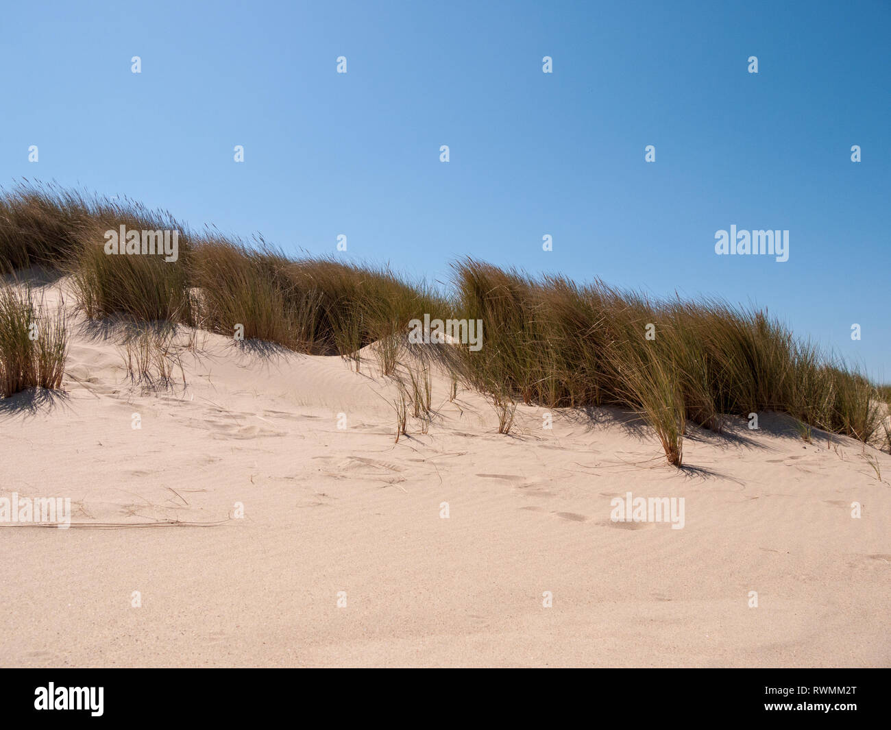 Vue sur les dunes de sable avec de l'herbe et la plage près de Domburg sur l'île de Walcheren, Zélande, Pays-Bas Banque D'Images