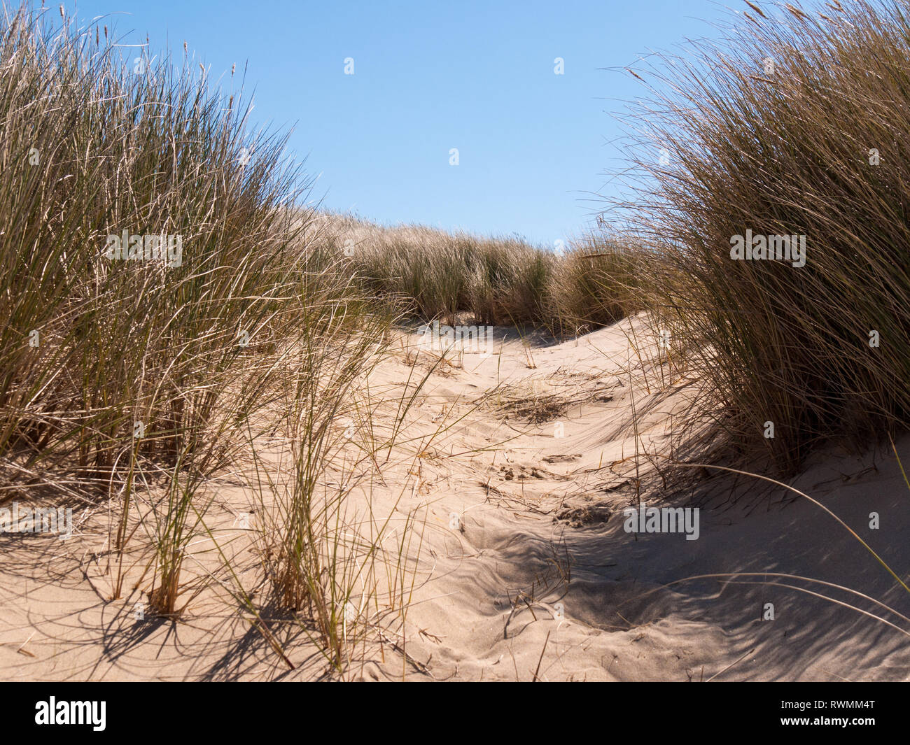 Vue sur les dunes de sable avec de l'herbe et la plage près de Domburg sur l'île de Walcheren, Zélande, Pays-Bas Banque D'Images