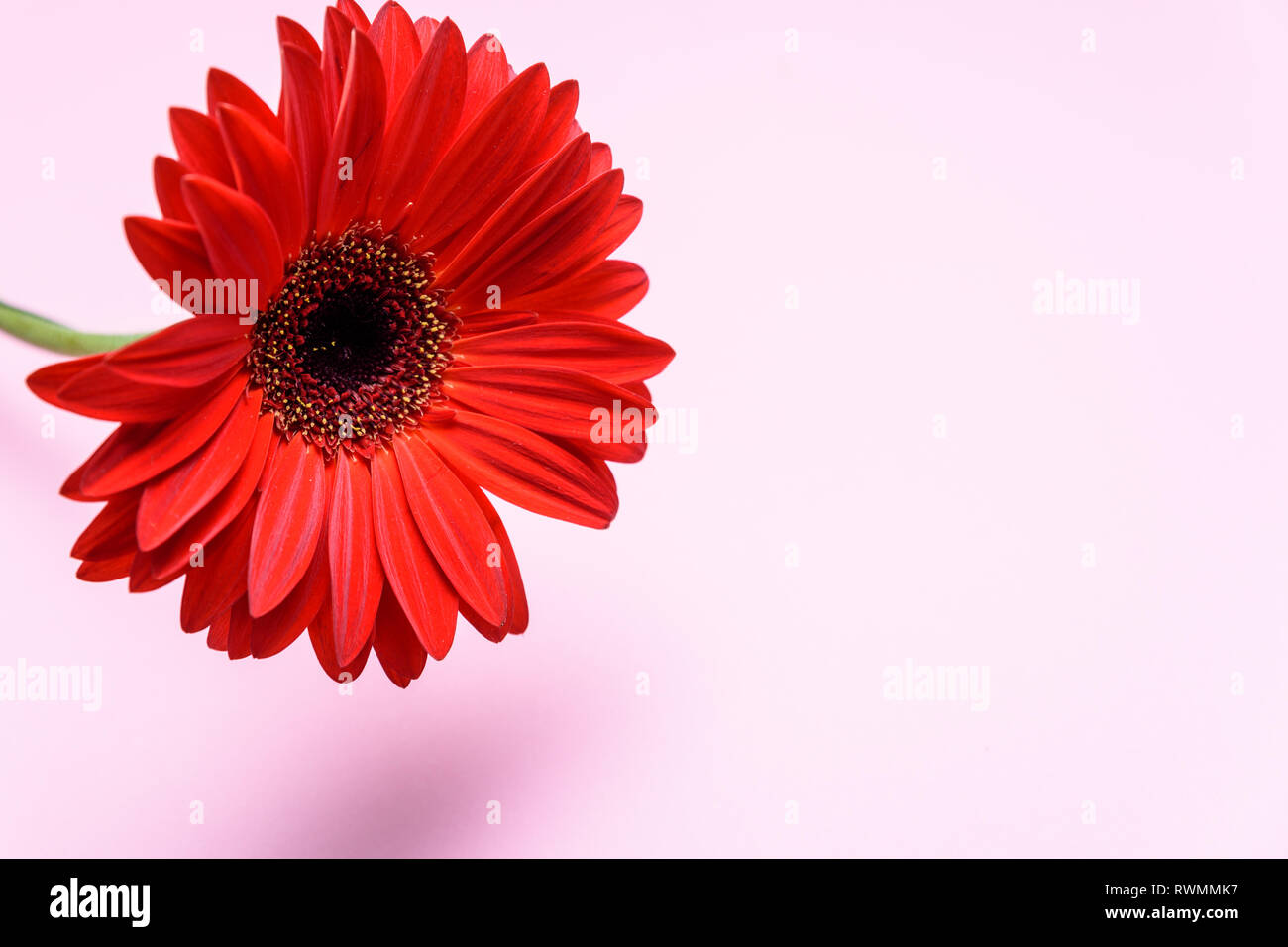 Fleur de chrysanthème rouge sur fond rose avec place pour le texte. Banque D'Images