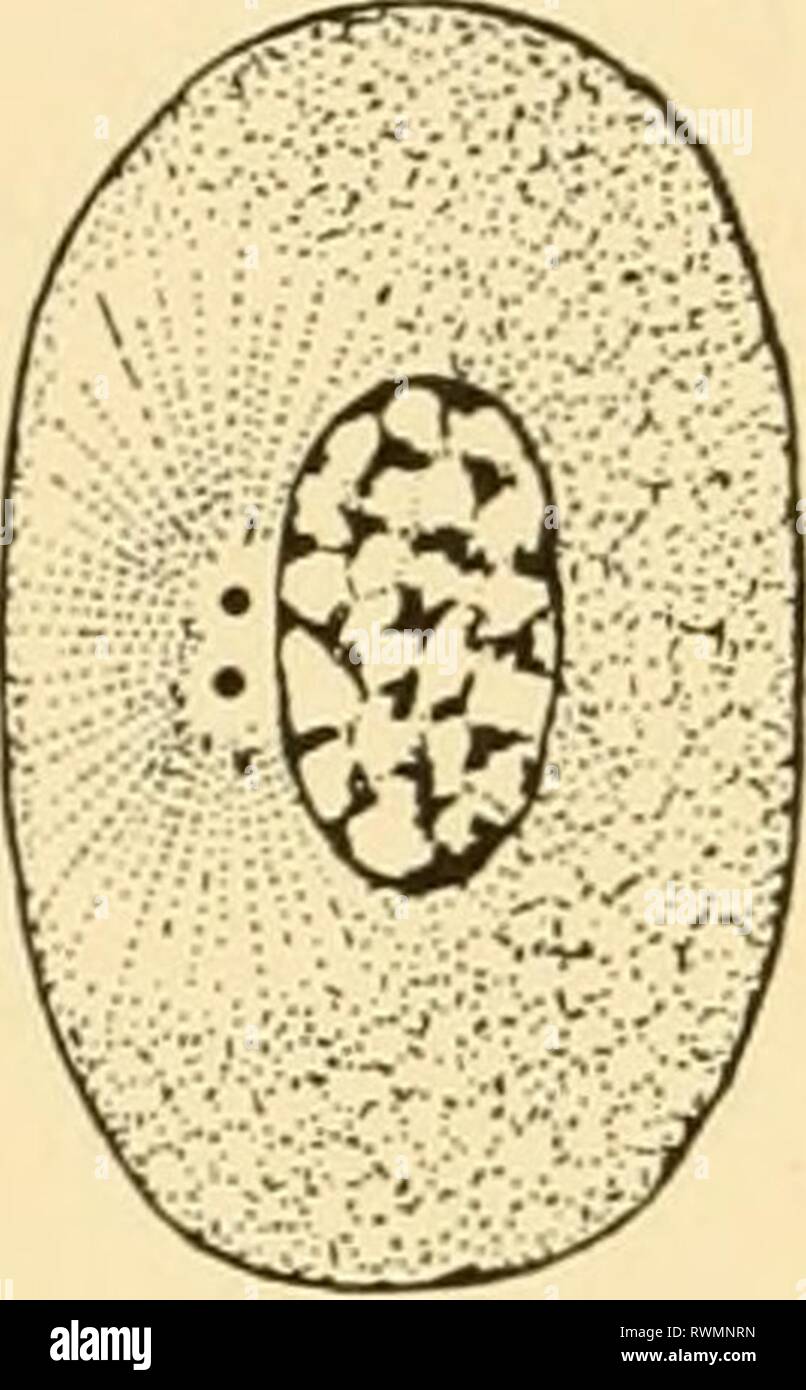 L'embryologie d'insectes et de myriapodes ; l'embryologie d'insectes et de myriapodes ; l'histoire du développement des insectes, mille-pattes, et de l'oeuf millepedes desposition [ !] embryologyofinse à couver à joha00Année : 19414 EMBRYOLCXiY D'INSECTES ET DE MYRIAPODES. division cellulaire des cellules à se multiplier par division, direct ou indirect. Par la division de direct (amitosis) la cellule dont le noyau est simplement pincé en deux. Ce processus est caractéristique du vieillissement des cellules. Division indirecte (mitose), la méthode habituelle de la division nucléaire, est une série de processus complexes qui peuvent être organisées en plusieurs phases (Fig. 2). Dans Banque D'Images