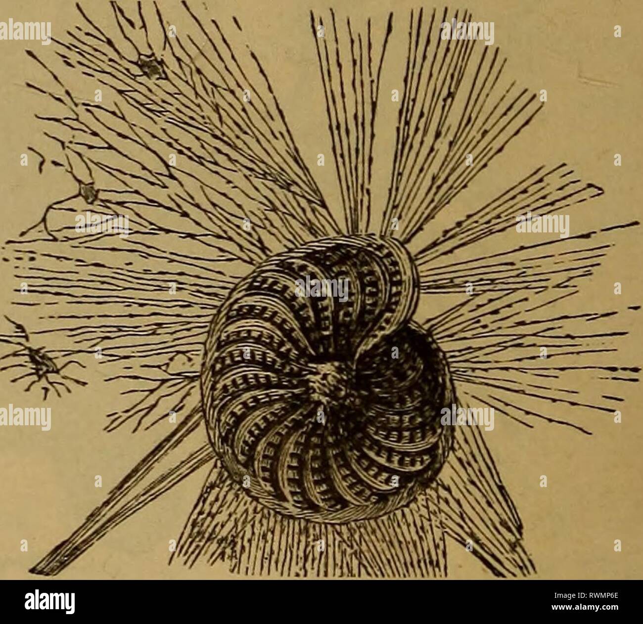 Éléments d'zoölogy (1884) Banque D'Images