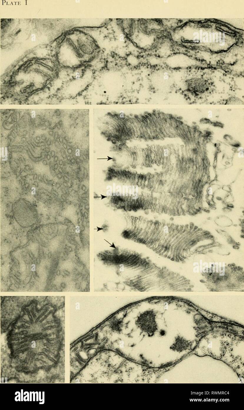 electron-structure-microscopique-des-protozoaires-1963-electron