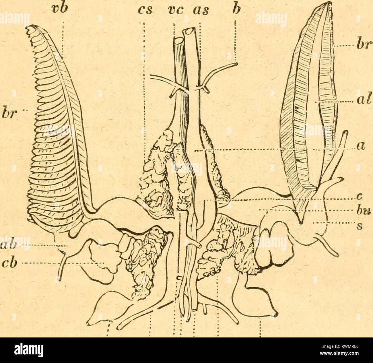 Éléments de conchyliologie conchyliologie élaboré les éléments d'/ préparé pour l'utilisation d'écoles et collèges elementsofconcho Année : 1844 wild west00PRATIQUE DANS LES CÉPHALOPODES. 21 Le système veineux est changée en sang artériel. Le nombre d'ot' branchise varie, et cette différence est caractéristique des deux grandes divisions naturelles, de qui est formé. Dans certains il n'y a qu'une seule paire, tandis que dans d'autres deux paires de branchia} sont trouvés. Pour cette raison, les premiers ont été appelés cephalapoda dihranchiata (du grec dis, deux, et hragchos, branchia ou branchies,-deux branchies), et la dernière, céphalo- Banque D'Images