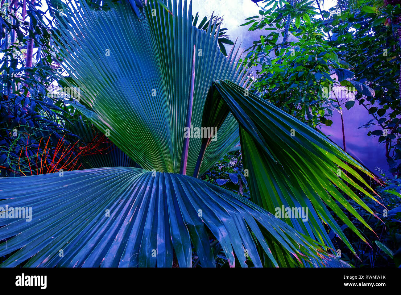 Serre tropicale.palm background naturelles Banque D'Images