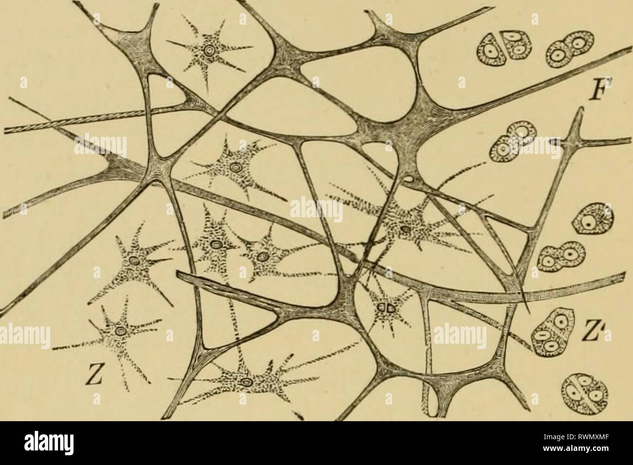 Texte-livre élémentaire de Zoologie, Général texte-livre élémentaire de la zoologie, de la partie générale et partie spéciale : les protozoaires à insecta elementarytextbo00clau Année : 1892 38 PARTIE GÉNÉRALE. phora). Ce qu'on appelle le tissu de jeunes Ctenophora sécrétées, et le tissu gélatineux de Meduste et larves d'Échinodermes, dans lequel les cellules éventuellement migrer, être au premier absent, a une relation semblable (fig. 26). Fig. 26.-tissu gélatineux de Rhizostoma. F, flbrr,U5 ; Z, les cellules avec des procédés ; Z', le même dans la division. Tissu conjonctif réticulaire est constitué d'un réseau en étoile et des cellules ramifiées, la savs Banque D'Images