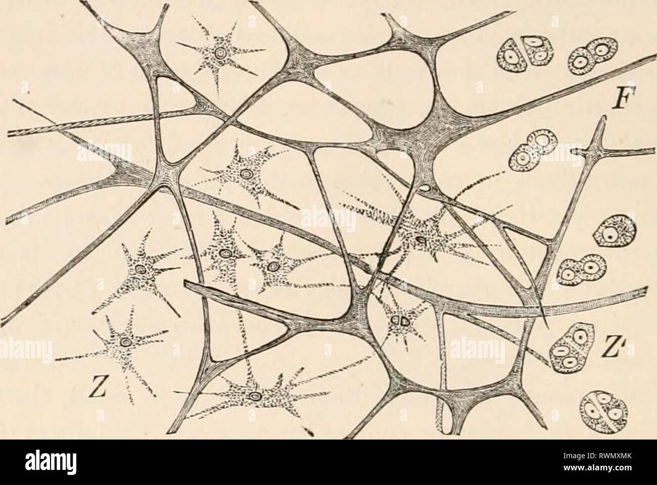 Texte-livre élémentaire de zoologie, texte élémentaire tr-livre de zoologie, tr. et éd. par Adam Sedgwick, avec l'aide de F. G. Heathcote elementarytextbo01clau Année : 1892-1893 GEXEHAL. PABT phora). Ce qu'on appelle le tissu de jeunes Ctenophora sécrétées, et le gelatinoxis Medusse de tissus et de larves d'Échinodermes, dans lequel les cellules éventuellement migrer, être au premier absent, a une relation semblable (fig. 26). FIG. 26.-tissu gélatineux de Rhizostoma. F, réseau fibreux ; Z, les cellules avec des procédés ; Z', le même dans la division. Tissu conjonctif réticulaire est constitué d'un réseau de branches et en forme d'étoile Banque D'Images