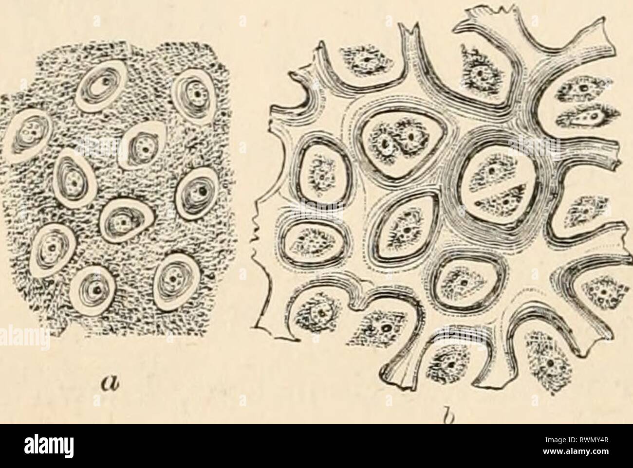 Texte-livre élémentaire de zoologie (1884) Banque D'Images