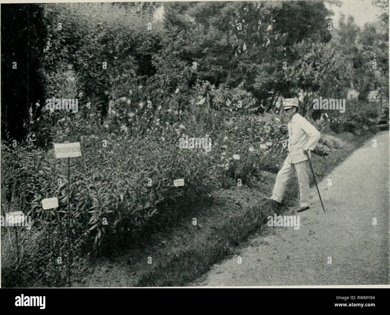 El Jardín Botánico de Buenos El Jardín Botánico de Buenos Aires eljardnbotni00buen Année : 1910 j'-AMIMAS GÉNEROS F.ESPÈCE M'AMÜ Datiscáceas-IAS.Gknkkos J-SI'ECII Bixáceas 6 7 1 1 3 29 Être Violáceas&lt;ioniáceas Flacourtiáceas 1 9 2 3 11 64 Turiieráceas Cactáceas j 1 2 1 6 6 Ti niel cáceas Passifloráceas Elaeagnáceas 3 20 2 7 2 7 9 Caricáceas Litráceas 26 Loasáceas Punicáceas 617 6 1 (i:x()ti- h&raci lt ;:comme Combretáccas Teofrastáceas 4 8 1 1 Mirsináceas Mirtáceas 18 123 3 7 5 5 9 Melastomáceas CEnotcráceas Primuláceas 31 1326 Plunibagináceas Haioragidáceas • 4 34 48 Sapotáceas Araliácea 45 Banque D'Images