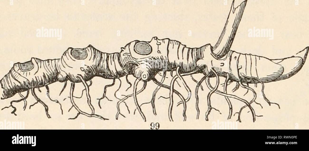 Les éléments de botanique pour les éléments de botanique pour les débutants et les écoles pour grayuoft elementsofbotany00Année : [1887] 44 tiges. [Section 6.^ tri comme ceux de la Solomon's seal (Fig. 99), qui a donné son nom à la plante, à partir de leur recherche un peu comme l'impression d'un sceau sur la cire. Ici le porte-greffe envoie à chaque printemps une tige herbacée ou tige, qui porte le feuillage et fleurs, et meurt en automne. Le sceau est la cicatrice circulaire^ laissés par la mort et la séparation de la base du stout essuyage du porte-greffe de vie. Mais comme l'un d'eux est formé chaque année, ils mark t Banque D'Images