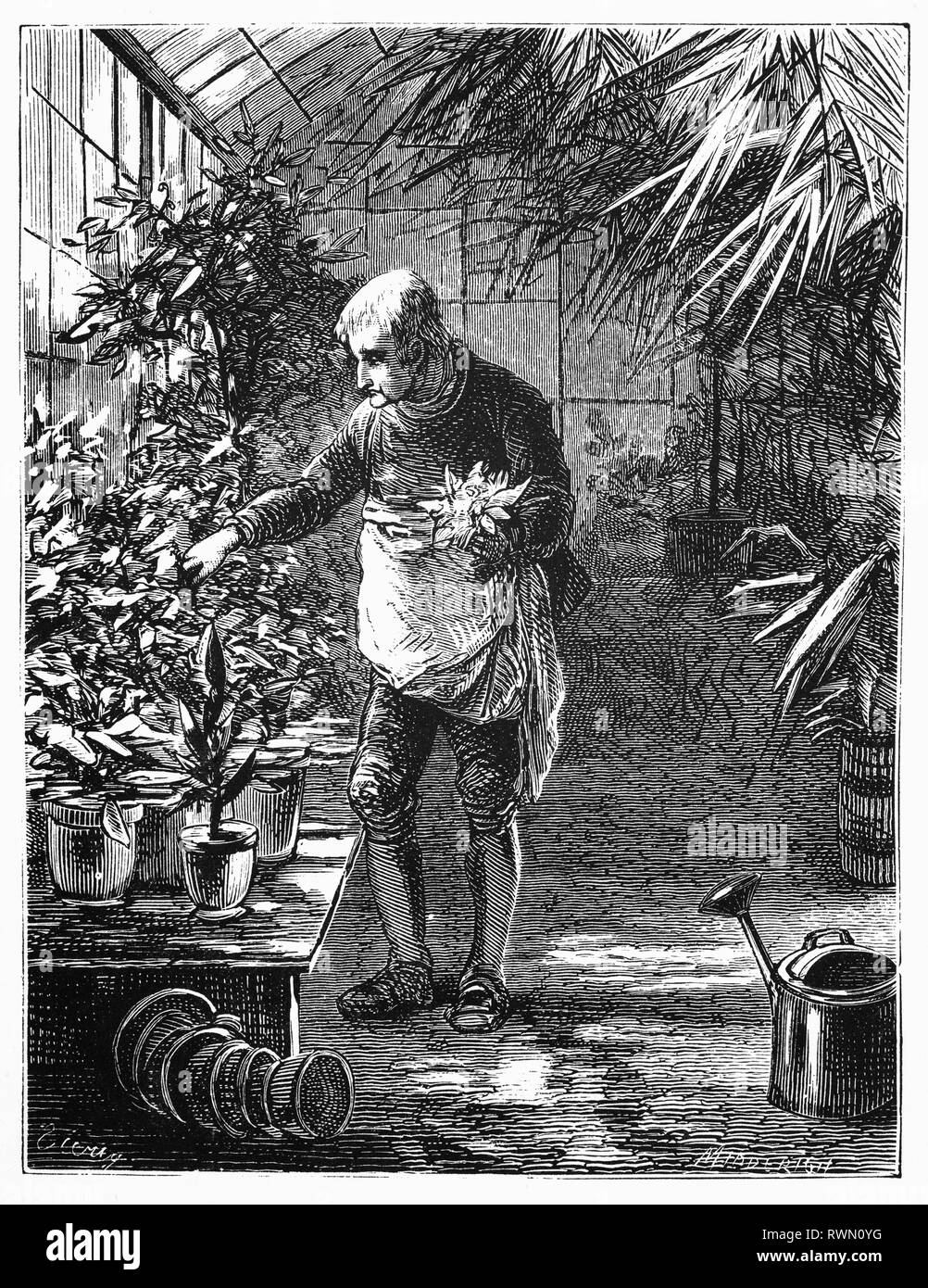 Un fleuriste dans son glashouse sélection d'algues, à Haarlem aux Pays-Bas. À partir de la Camera Obscura, une collection d'humour néerlandais-réalistes d'essais, de récits et les croquis dans lequel Hildebrand, l'auteur, prend un regard ironique sur le comportement de la "bien-to-do', les trouvant bourgeois et sans un mot pour eux. Banque D'Images