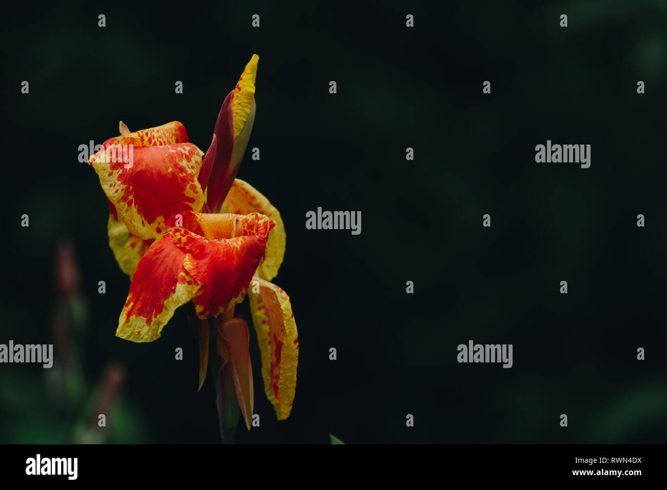 Gros plan sur la fleur de lis et le bourgeon. Un hybride artificiel, (Canna ×generalis) L.H.Bailey, synonyme (Canna ×hybrida) Rodigas. Hualien, Taiwan. Banque D'Images