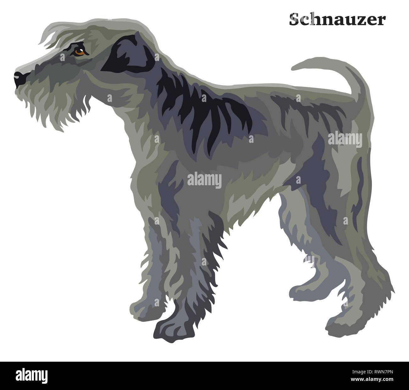 Contour décoratif portrait de profil de chien Schnauzer, vector illustration colorées isolé sur fond blanc. Droit pour la conception. Illustration de Vecteur