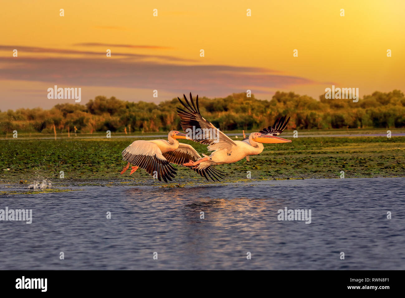 Les pélicans au coucher du soleil, décoller avec un splash de l'eau dans le Delta du Danube Banque D'Images