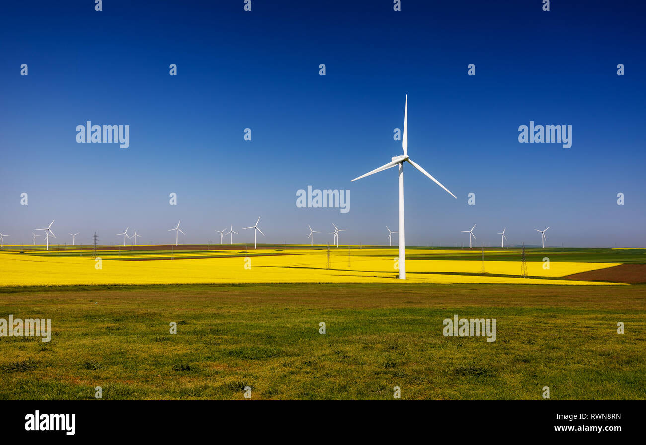 Éoliennes. Les champs avec les moulins à vent. Champ de colza en fleur. L'énergie renouvelable. Protéger l'environnement. Dobrogea, Roumanie Banque D'Images