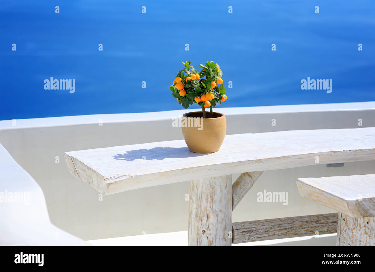 Mini arbre orange sur un tableau blanc à Oia, Santorin, Grèce, Cyclades. Le bleu de la mer en arrière-plan Banque D'Images