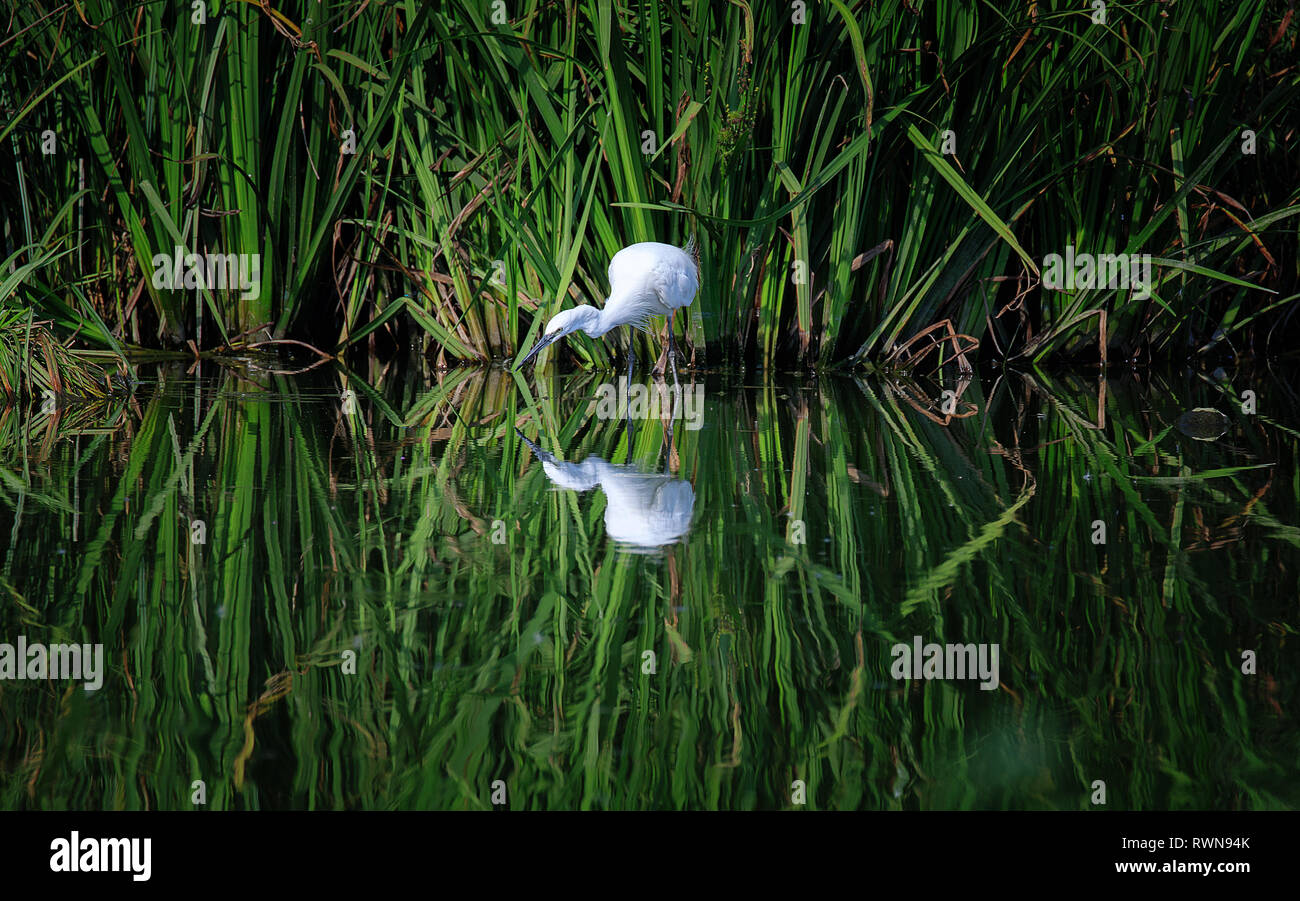 Aigrette garzette (Egretta garzetta) est une espèce de petit héron dans la famille des Ardeidae. Oiseau blanc avec un long bec noir, pattes noires et, dans le Banque D'Images