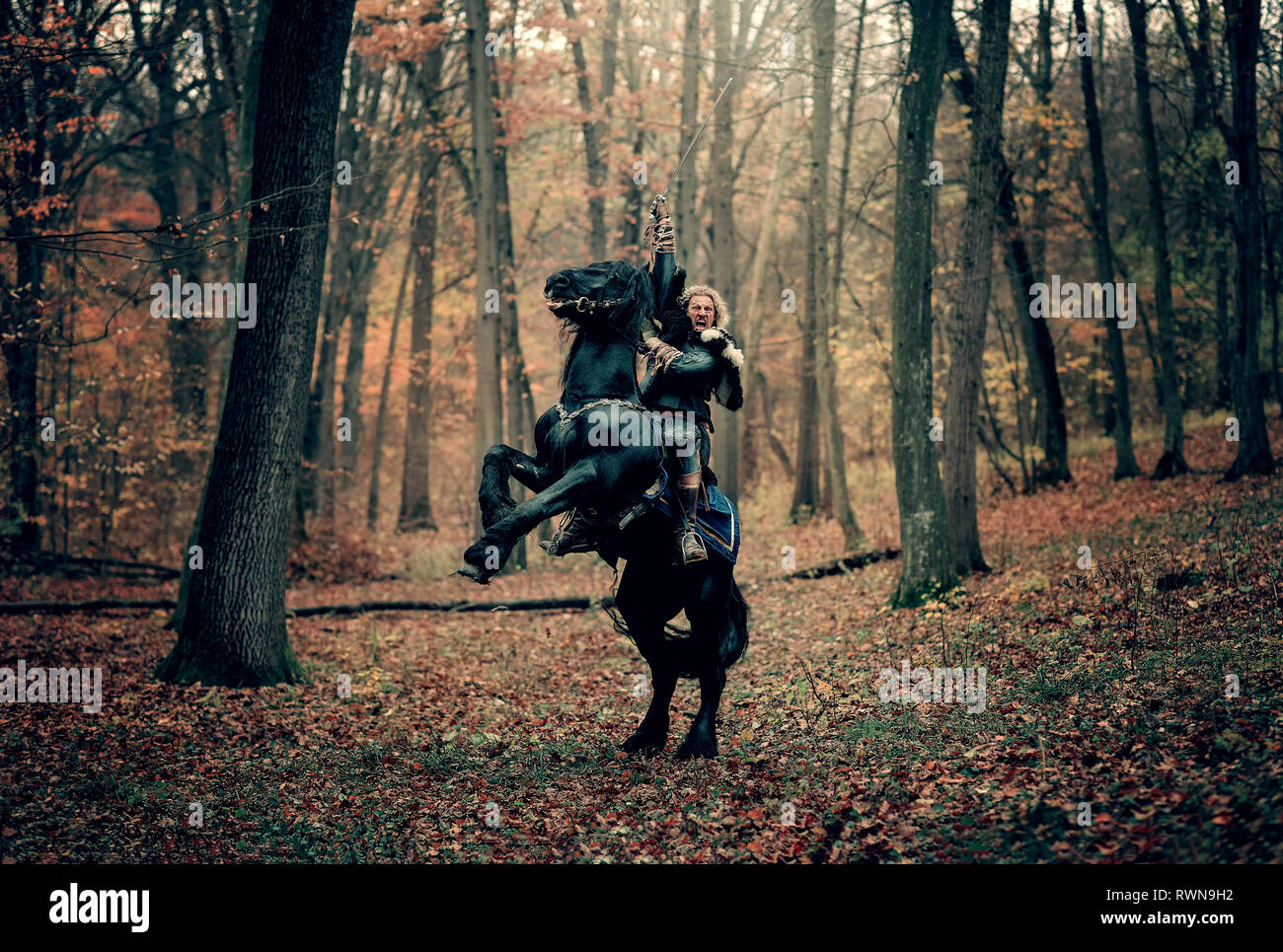 L'homme guerrier médiéval sur un cheval noir debout sur deux jambes. Reconstruction d'une scène de guerre médiévales dans les bois, en automne. Banque D'Images