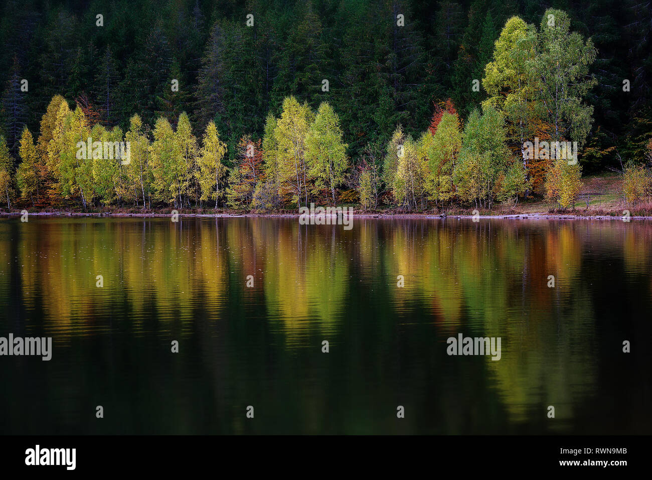 Paysage d'automne idyllique vert et jaune avec des arbres se reflétant dans le lac. Sfanta Ana la Transylvanie, Lake Banque D'Images