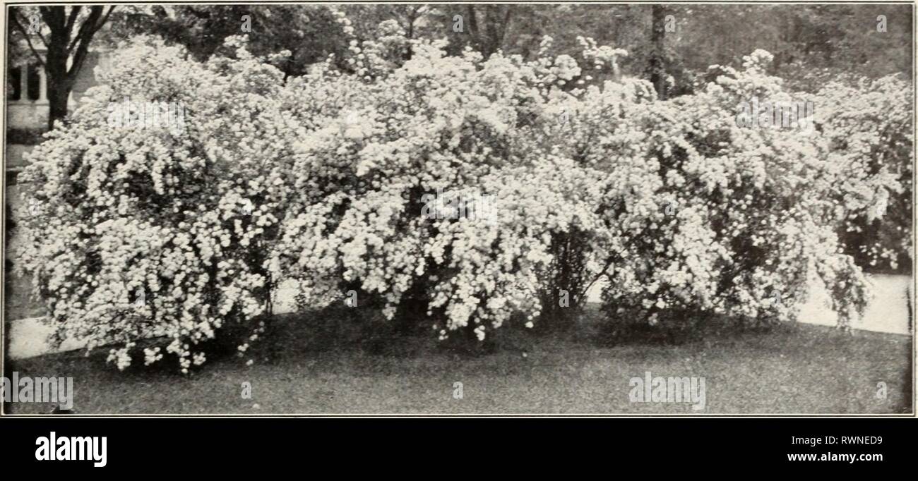 Ellwanger et Barry Mt Hope Ellwanger et Barry Mt Hope 1916 ellwangerbarrymt pépinières1916moun Année : 1916 •^^ c-z"^^^^^^^j g^^^-^^^ ; g yir^^ ? ?r 7v^ •- PÉPINIÈRES HOUBLON VOUNT.^^• ^ j£( n°^ SPIRvtA VAN HOUTTEI SPIR^A-MEADOW SWEET-Confmued S. Reevesii, ou lanceolata. Laxce-leaved Spra.EE. D. Un charmant arbuste à feuilles étroites et pointues, et les grandes, roiind des grappes de fleurs blanches qui couvrent l'ensemble de l'usine, et de le rendre extrêmement efficace. Fleurit en juin. 2 à 3 pi., 3 oc chaque ; lu 82..50. S. salicifolia. À feuilles de saule Spir-ea. D. Long, étroit, fait de feuilles et fleurs de couleur rose en juin et J Banque D'Images