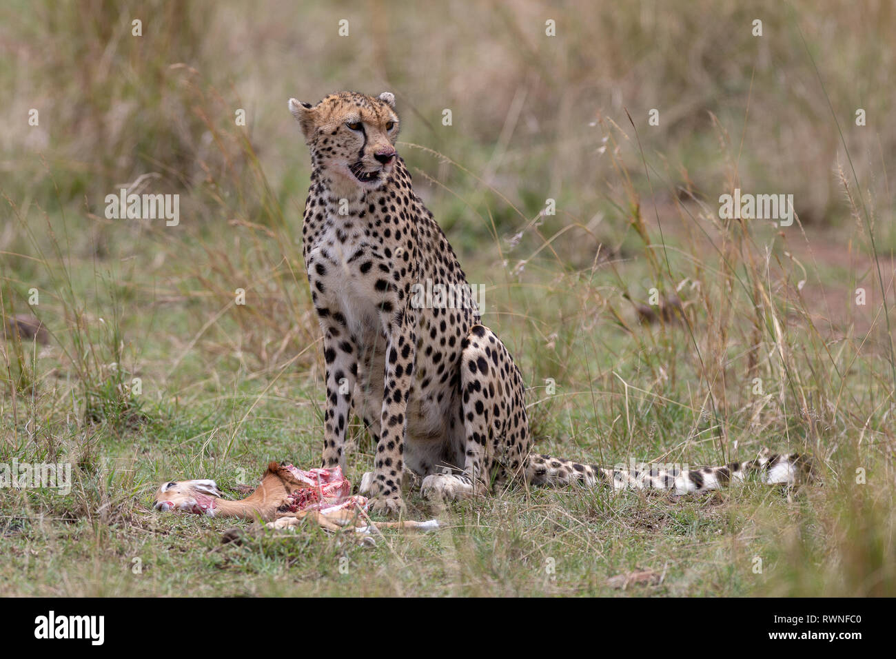 Guépard avec fresh kill dans le Masai Mara, Kenya, Afrique Banque D'Images