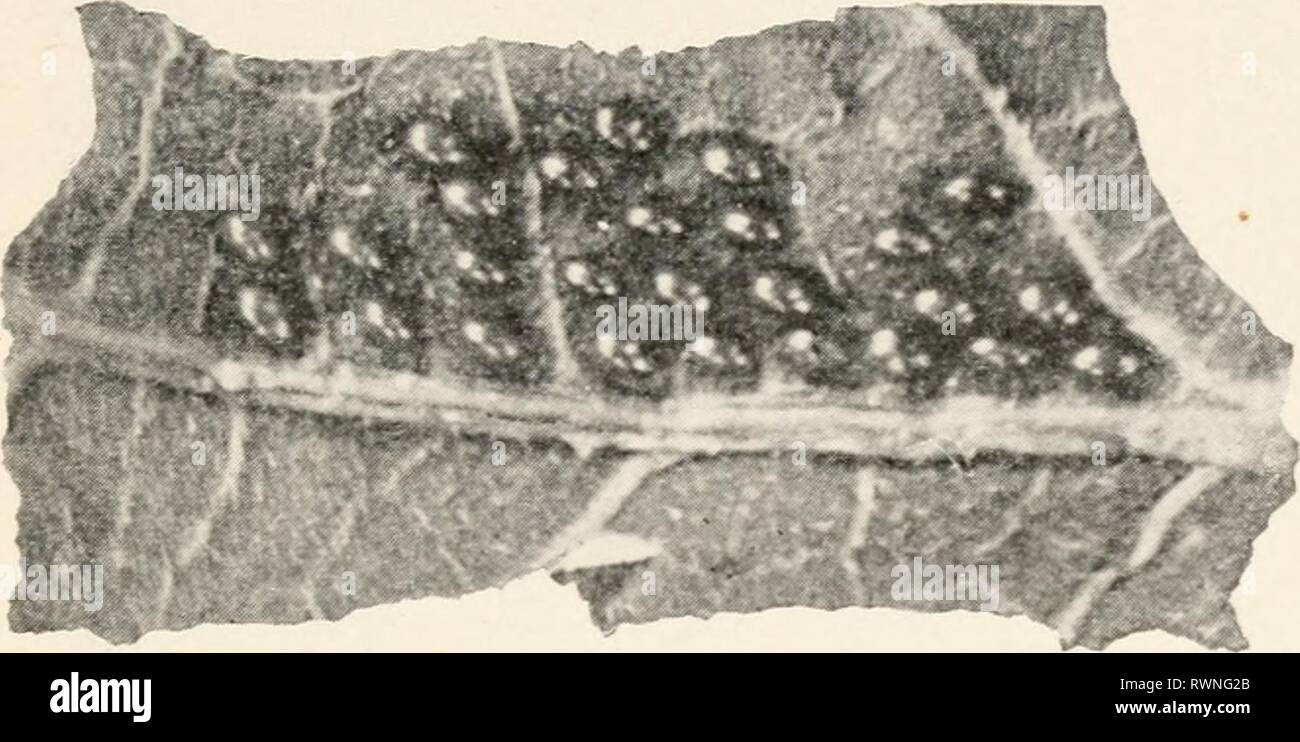 Distended abdomen Banque de photographies et d’images à haute ...