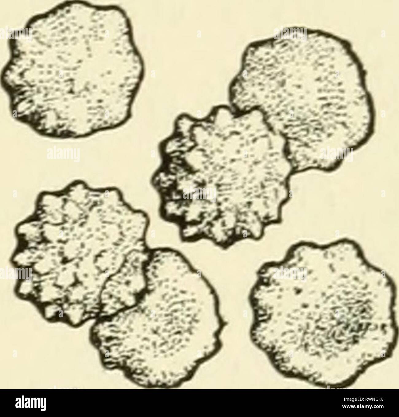 Éléments de biologie, avec des éléments spéciaux de la biologie, en particulier, sur leur rôle dans la vie des animaux elementsofbiolog00buch Année : 1933 A B C Fig. 7.-effets de différentes pressions osmotique sur la forme des globules cor- puscles. A, dans une solution isotonique la forme normale est conservé ; B, dans une solution hypotonique le corpuscule est distendu en raison de l'absorption de l'eau ; C, dans une solution hypertonique le corpuscule se rétrécit en raison de la perte d'eau. Comparer avec la Fig. 6. Maintien de la pression osmotique normal à l'intérieur de la cellule est d'une très grande importance dans le maintien de la structure Banque D'Images