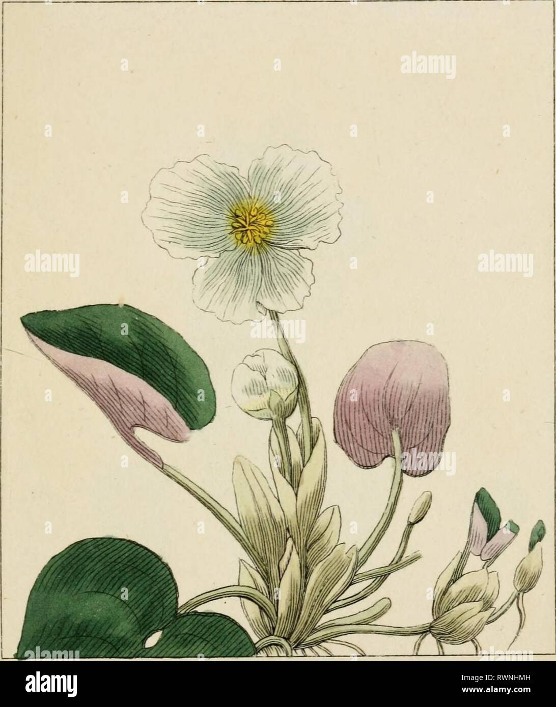 Éléments de la science des éléments de la science de la botanique, comme établi par Linné ; avec des exemples pour illustrer les classes et ordres de son système elementsofscienc03dupp Année : 1812 Sffl CLASSE COMMANDE 7 N ]COMMOK immocrtAra^ GRENOUILLE"peu mo^j'&gt ; ;-'u k h e z k^^l. -"VA sy*,^C Banque D'Images