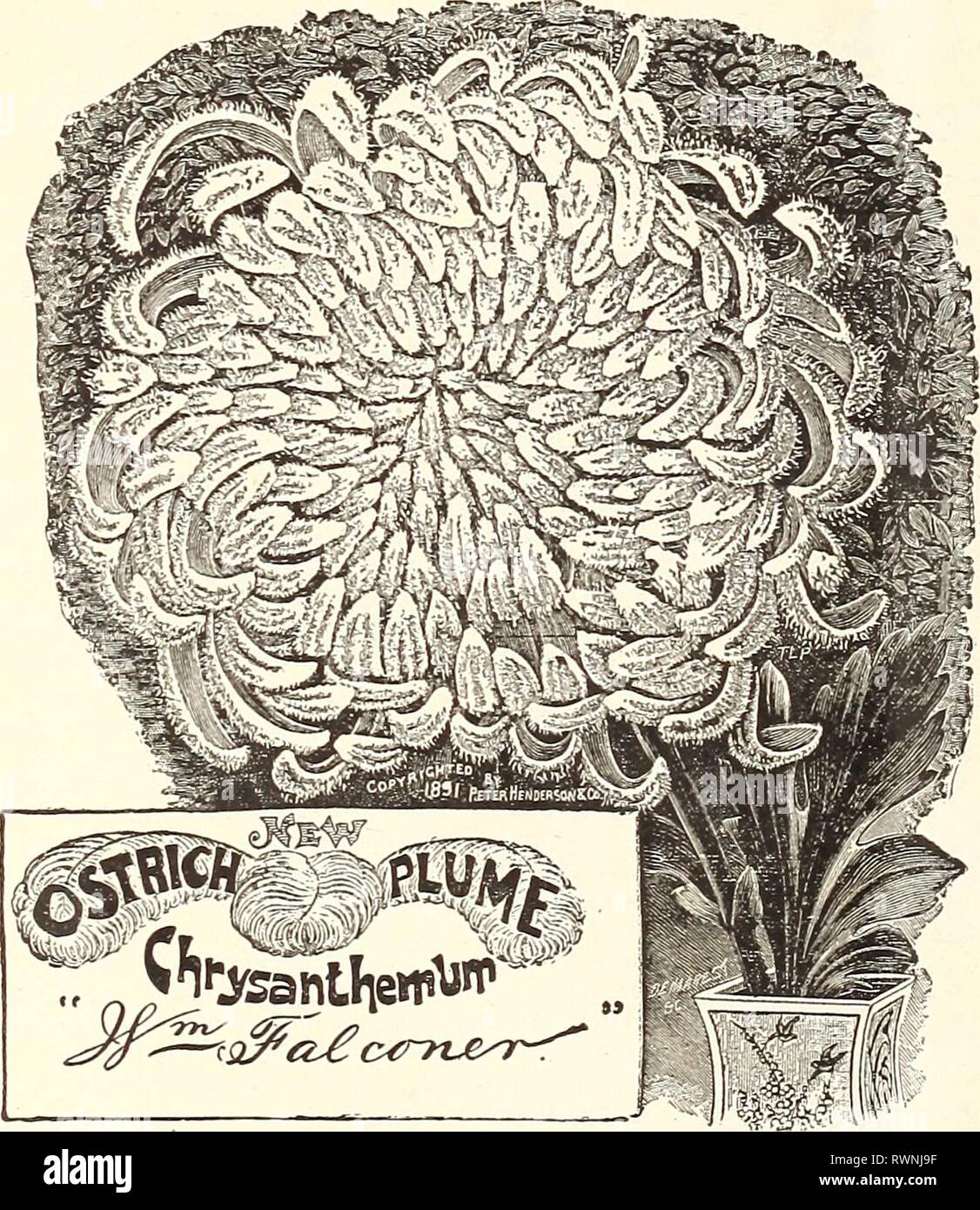 Elliott Elliott 1845 à 1895 1845 à 1895 : 50e édition annuelle elliott1845D181895wmel Année : 1895 WM 58. ELLIOTT & SONS', 1895 Ministère de l'usine. Chrysanthèmes. Ce sont deuxième seulement à la Rose de l'importance. La merveilleuse amélioration apportée en eux ces dernières années montre le grand potentiel de la floriculturist's art lorsque dirigée vers un objet spécial. L'afflux de nouvelles variétés chaque saison sélection rend dilBcult, mais nous croyons que la collection offert par nous contient la crème des variétés connu à l'heure actuelle. Henderson's Grand Prix GOLDEN Winnner WEDDIN Banque D'Images