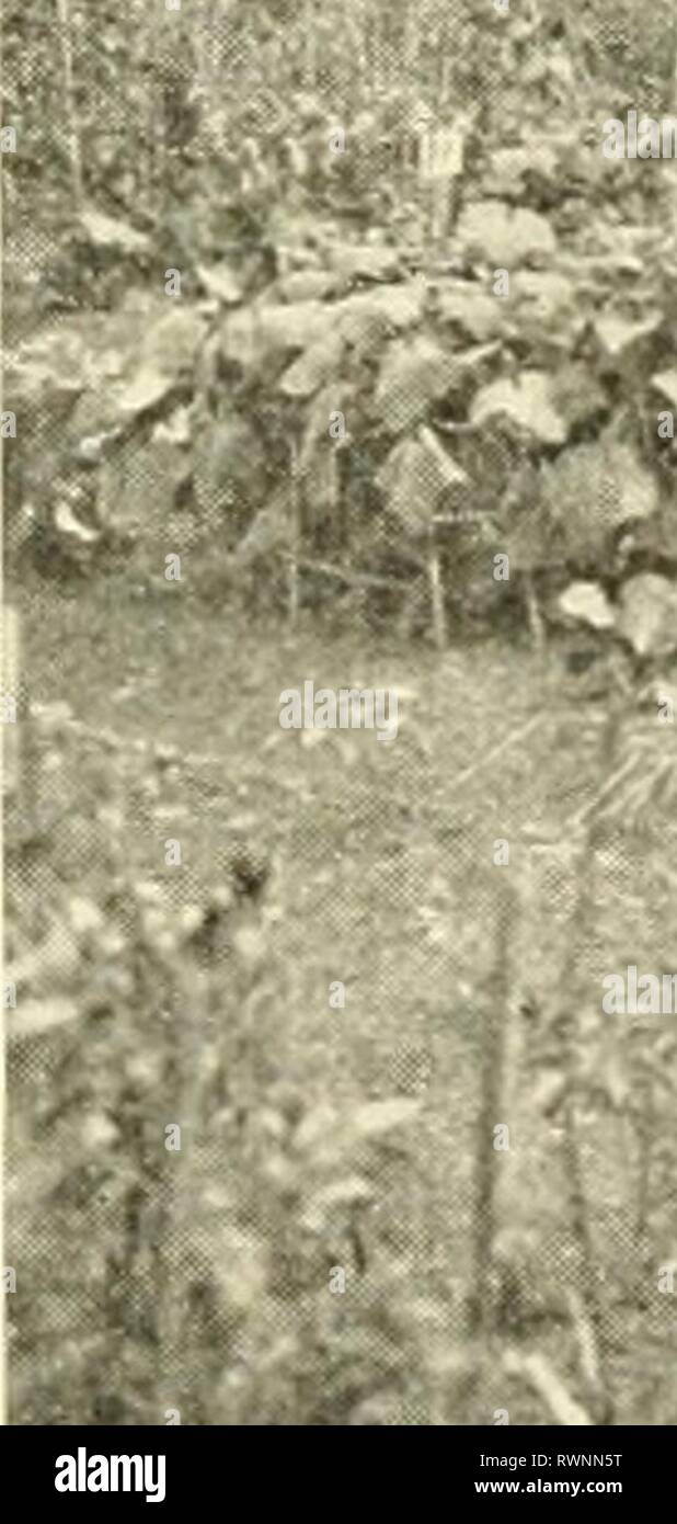 Éléments de l'agriculture philippine (1908) Banque D'Images